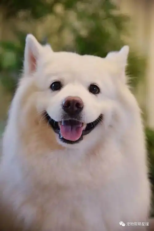 萨摩耶长相甜美可爱,笑起来也很治愈,成为狗界微笑天使的代表!