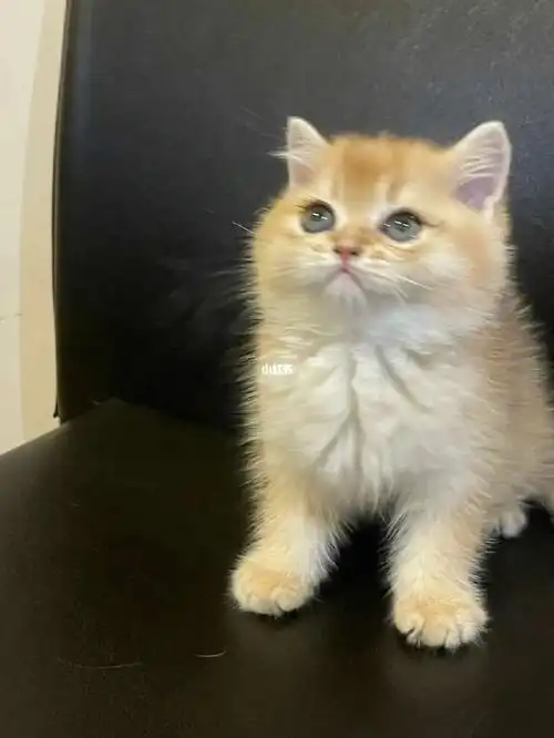 家养金渐层弟弟两个月大了,标准的包子脸,会吃猫粮