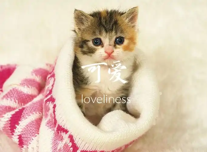 可爱的英文怎么写