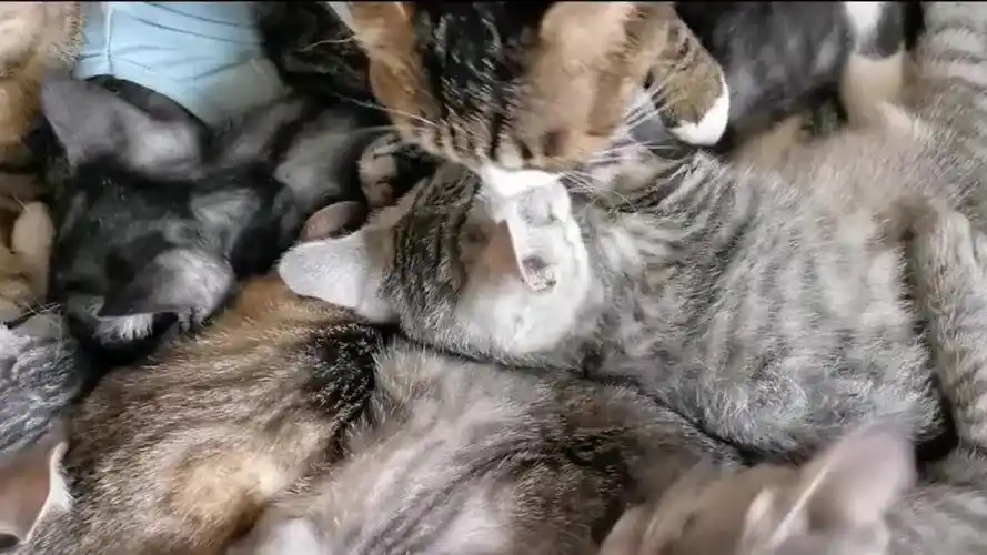 一群猫咪挤在一起睡,真的不累吗?