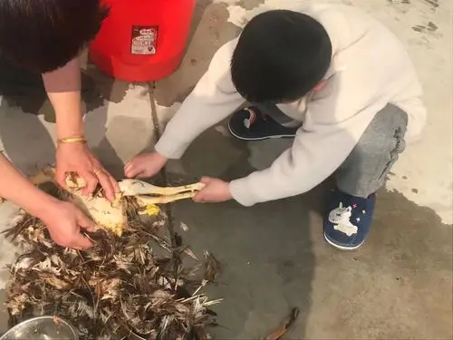 杀鸡.我第一次拔鸡毛.感觉怕怕的.