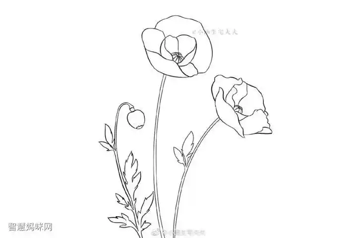 画一株代表死亡的罂粟花 禁毒日简笔画绘画素材-图7