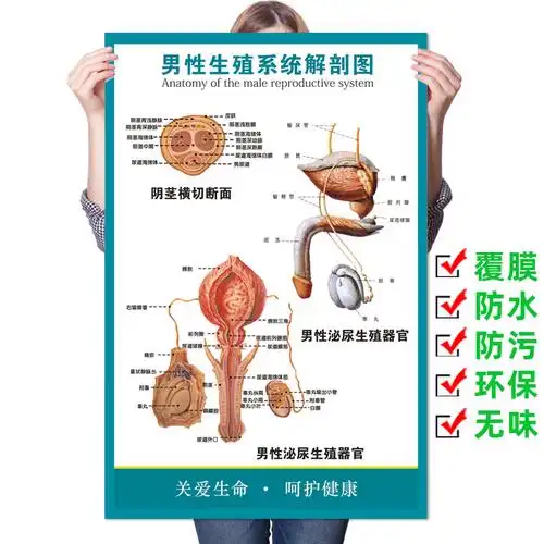 医院男性泌尿科生殖器解剖知识挂图墙贴 泌尿生殖系统示意图挂画