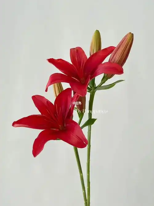 暗香红宝石亚百合