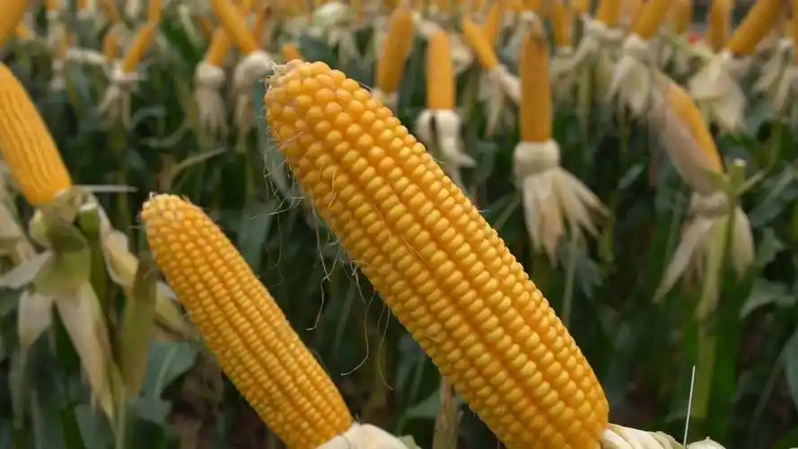 抗病性好,耐密高产稳产,国审玉米新品种浚单58适合黄淮海种植_果穗