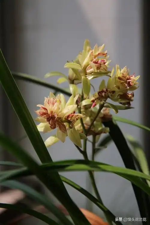 便宜好养的兰花品种,最容易养的兰花