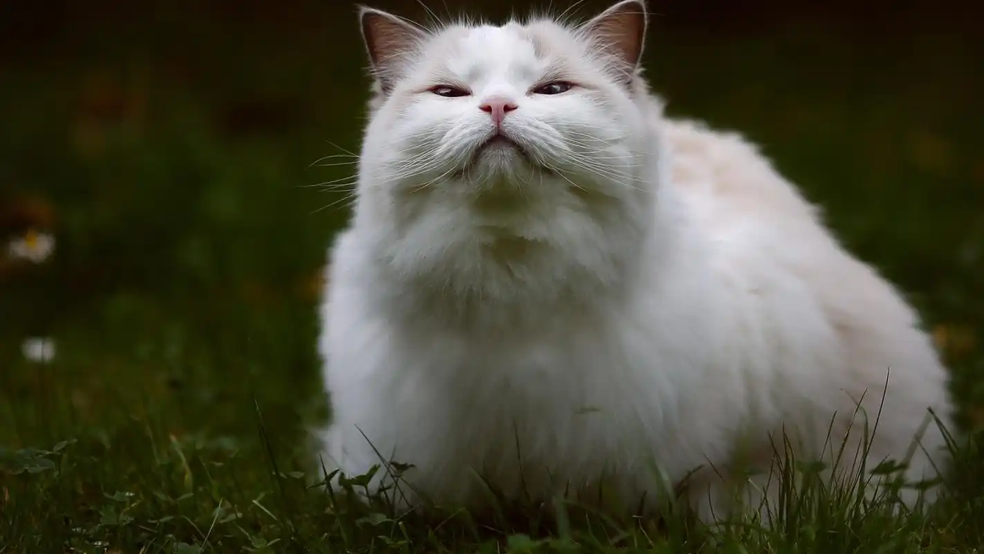 美丽优雅的布偶猫高清桌面壁纸