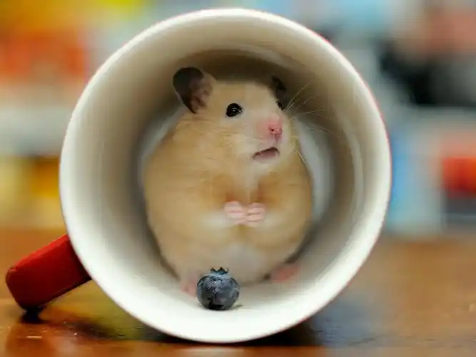 呆萌可爱小仓鼠高清桌面壁纸-动物壁纸-手机壁纸下载-美桌网