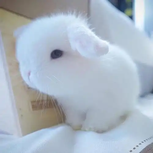 超级可爱的兔兔头像,高清兔子头像超萌可爱图片_动物头像_头像屋