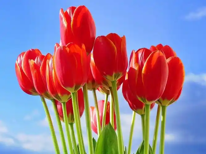 10wallpaper 植物 壁纸 春季自然美丽鲜花高清壁纸 >>壁纸下载