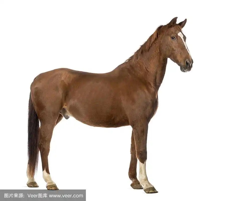 侧面的马孤立在白色