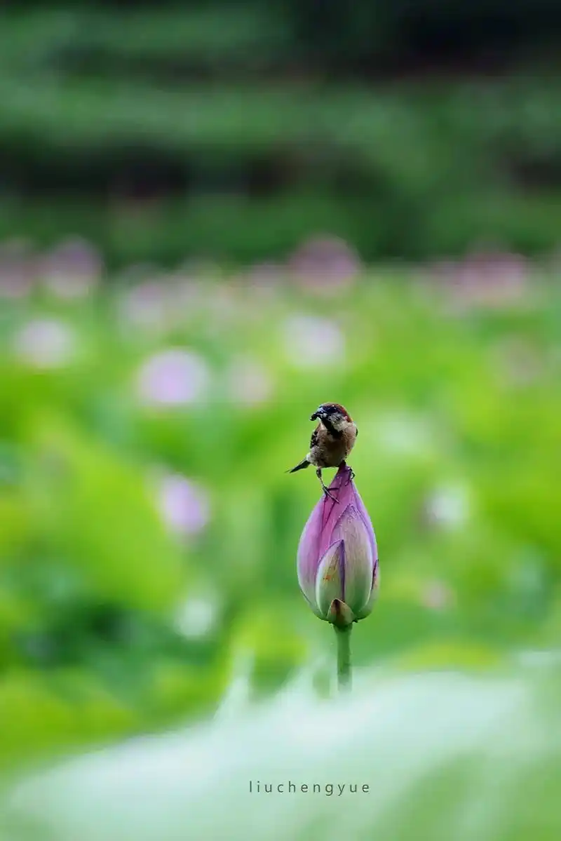 清清小池塘,灼灼荷花开.蜻蜓鸟虫忙,似迎故人来.#抖音图文来 - 抖音