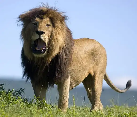 豹属 保护级别: 分布区域:广泛分布于非洲撒哈拉沙漠以南到北的草原上