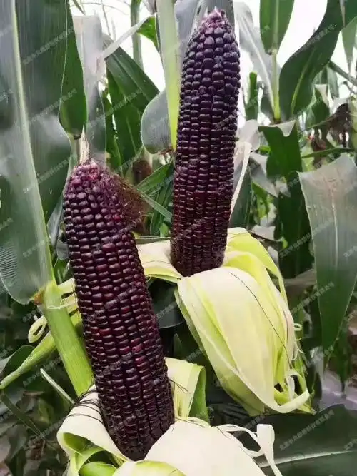 这种全身带有满满花青素的紫玉米你了解多少