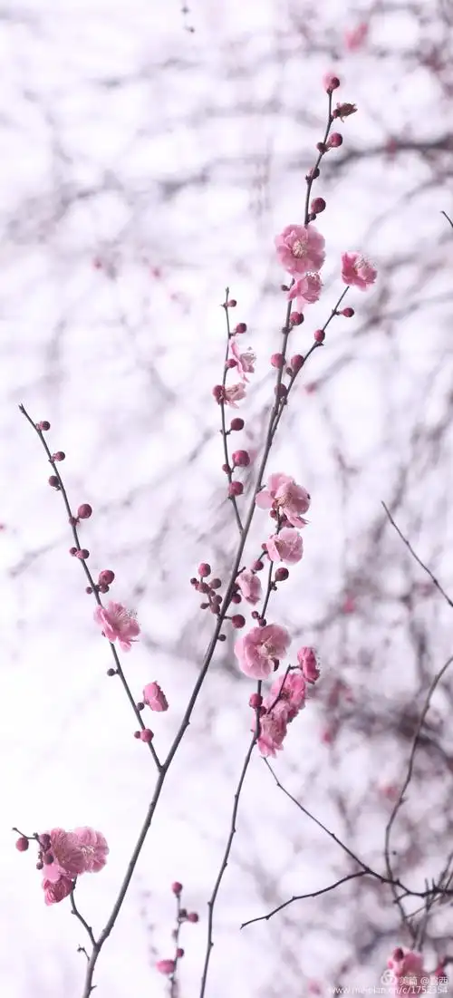 梅花傲骨纷飞雪,立挺寒冬尽开颜
