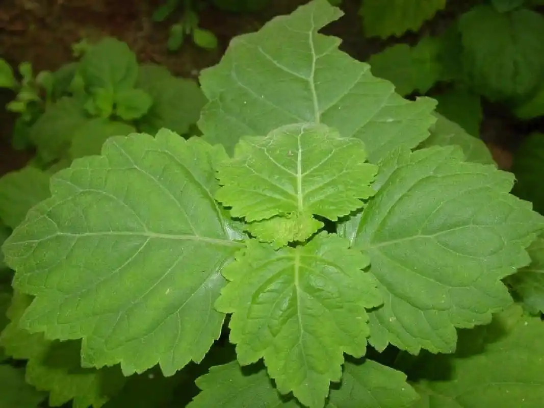 广藿香 我们很难对广藿香独一无二的香气无动于衷,这是一种能将你带到