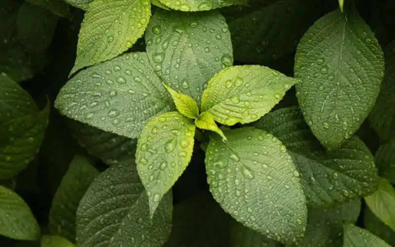 绿色护眼的薄荷植物图片-植物壁纸 - 壁纸之家