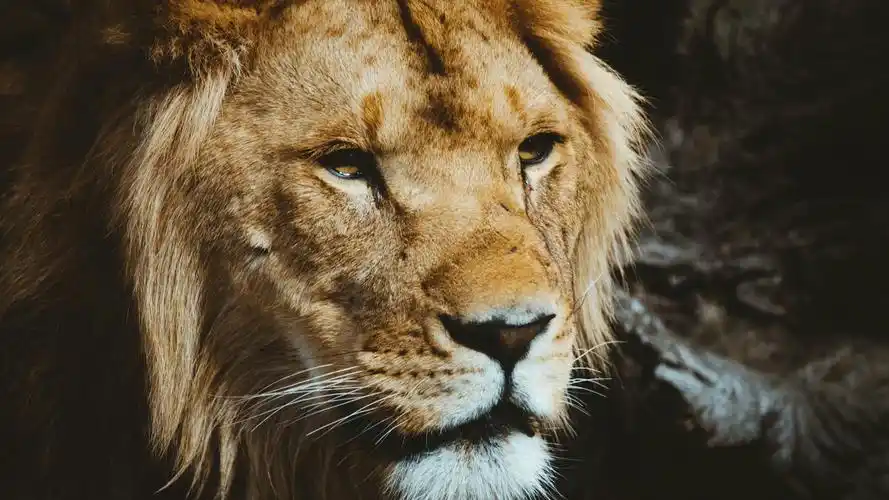 狮子壁纸【72】(动物静态壁纸) - 静态壁纸下载 - 元气壁纸