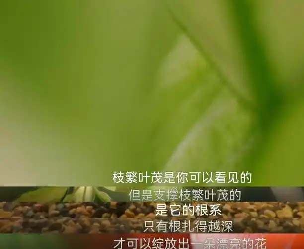 ppt 背景 壁纸 电脑桌面 发芽 昆虫 绿色 绿色植物 嫩芽 嫩叶 新芽