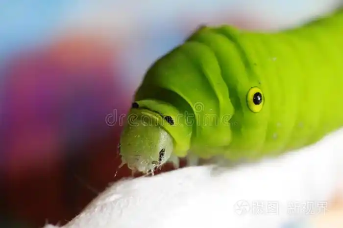 下载小样发票合同问题/举报吃树叶的黑蚕蛾幼虫食蛾毛虫毛虫蛾毛虫