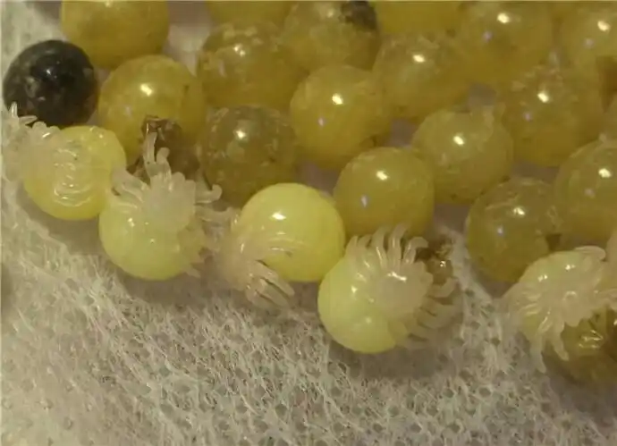 宠物蜘蛛在烂木头里筑巢并留下一包东西 打开后不可思议