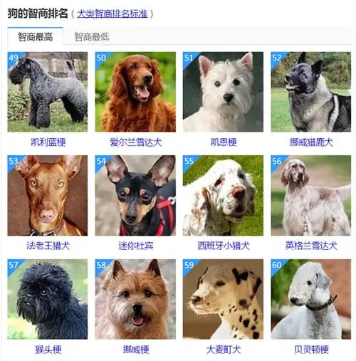 马犬(聪明名犬)_大全-幸福起航