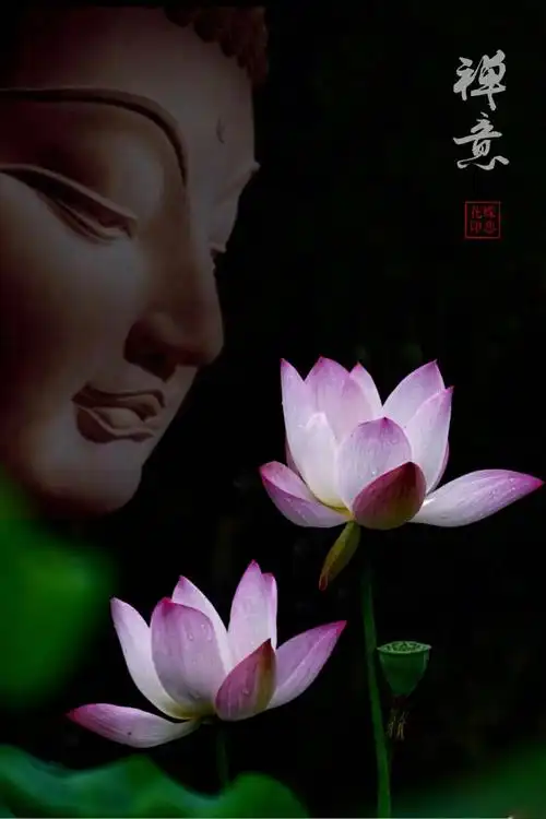 其它 夏雨荷 写美篇 "来生愿做一朵莲,静静盛开在佛前,出淤泥不染,倚