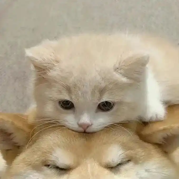 猫猫情侣头像合集来啦,#发给你想艾特的人 #可爱到爆 #可爱 - 抖音