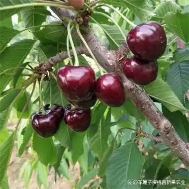 早熟樱桃品种弗里斯科樱桃苗口感好耐运输的车厘子树苗品种