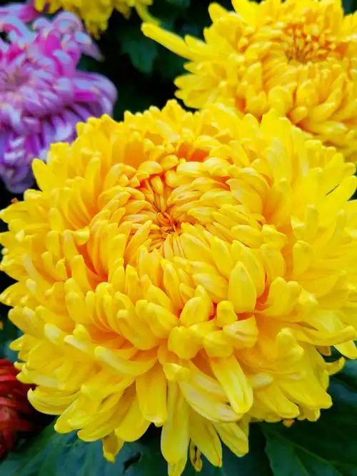 北京植物园市花(菊花)节