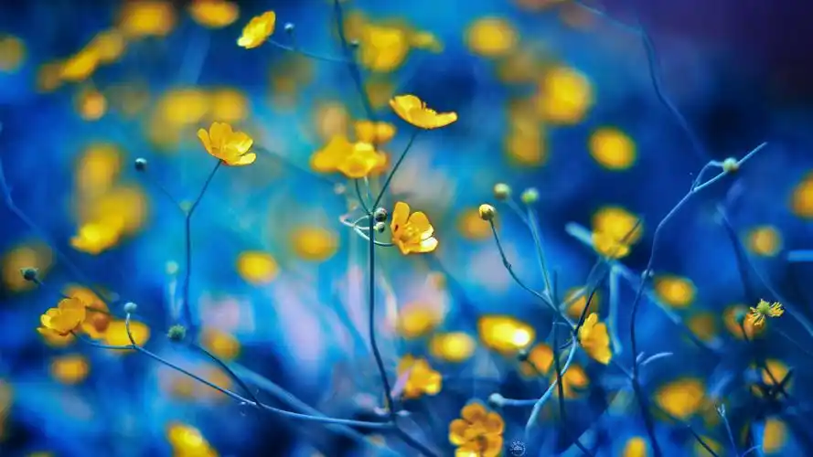 清新治愈系花卉唯美高清桌面壁纸