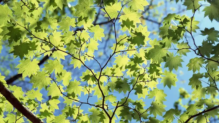 夏日阳光清新树叶新高清护眼壁纸