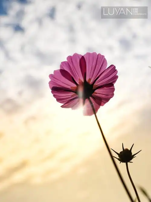 遇见格桑花,感受幸福美好时光!