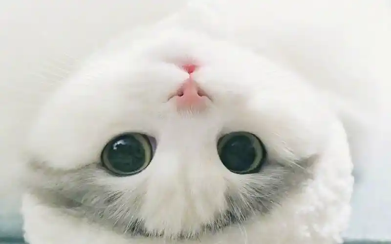 唯美可爱喵星人呆萌高清写真壁纸图片唯美可爱喵星人呆萌