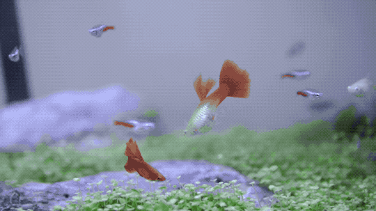 如何把丑丑的鱼缸变成天空之城