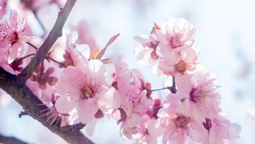 桃花运是什么 男人走桃花运好不好-春风号