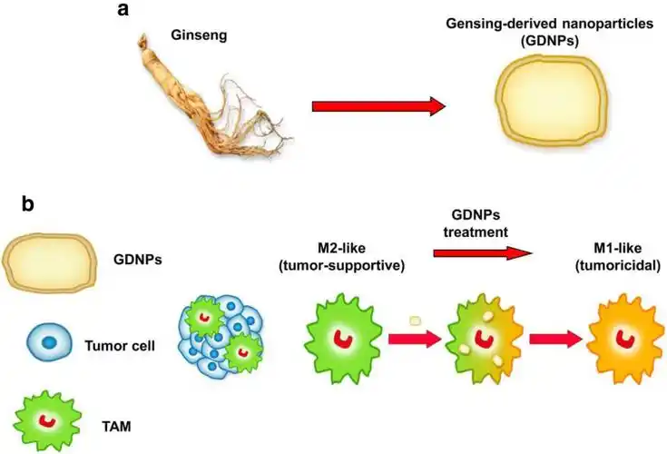 人参来源的evs改变巨噬细胞极化以抑制黑色素瘤的生长