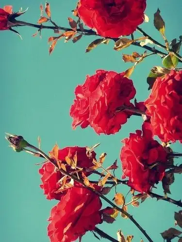 好看的花朵意境图片 唯美图片 第1张