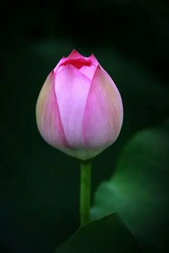 三圣花香,荷塘月色,荷花争艳,美美美!