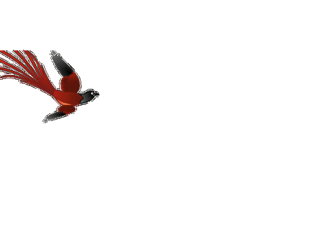 透明gif格式鸟类素材制作