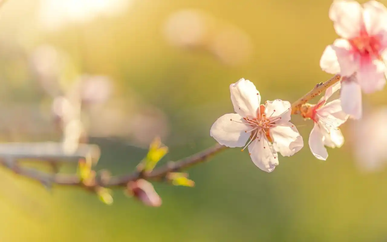 首页 桌面壁纸 植物壁纸 小清新淡雅花卉图片电脑壁纸