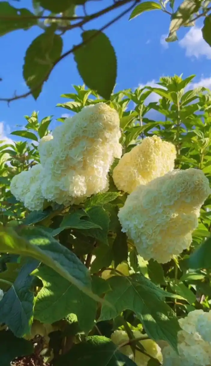 栎叶绣球"和声"开花像棉花糖一样,圆锥形花球巨大,夏天观花秋天赏叶微