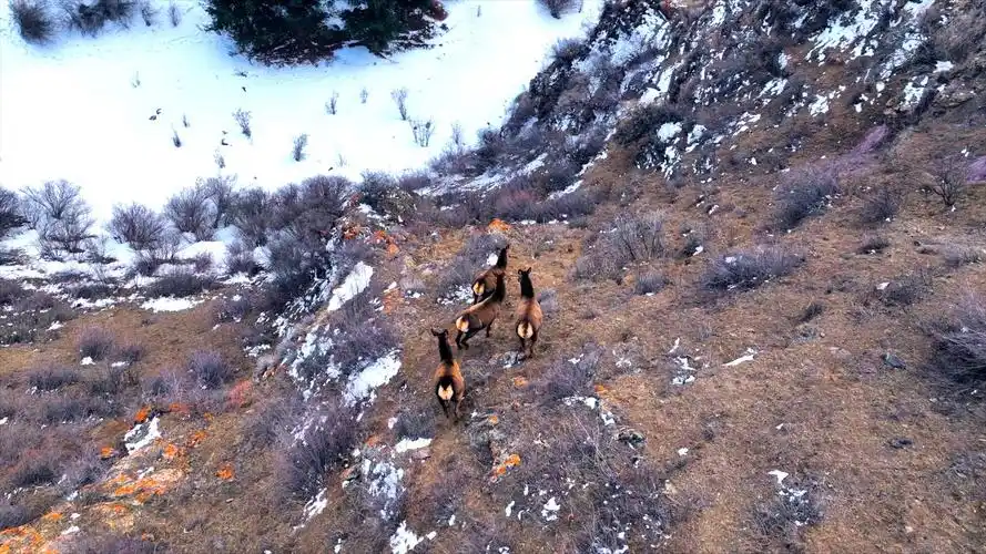 米东区野生天山马鹿成群现身哈熊沟
