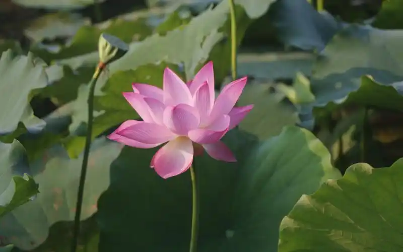 唯美盛开的荷花摄影图片桌面壁纸