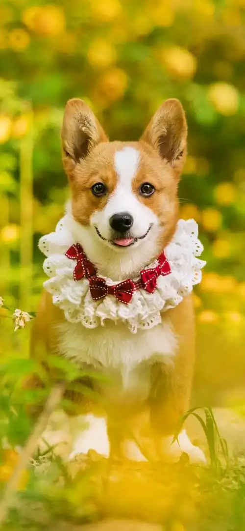 柯基狗狗的日常 高清壁纸,每日更新#这也太可爱了吧 #狗狗头 - 抖音