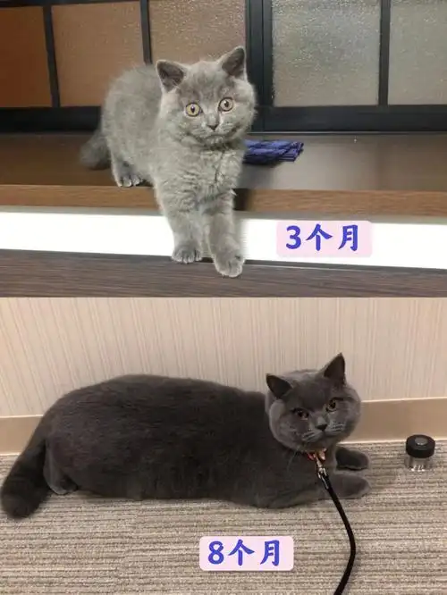 帅小伙1枚#我的萌宠  #英短  #纯白波斯猫  #蓝猫  #英短蓝猫  #我
