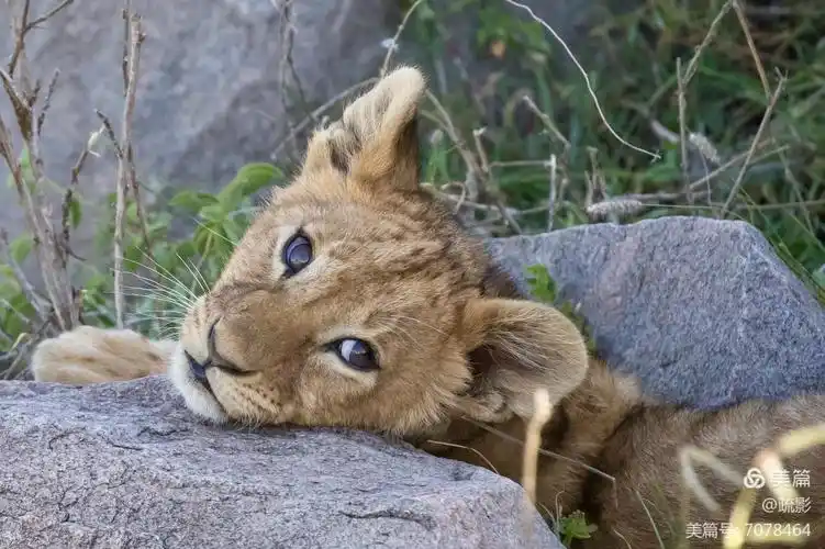 塞伦盖蒂的七只小狮子