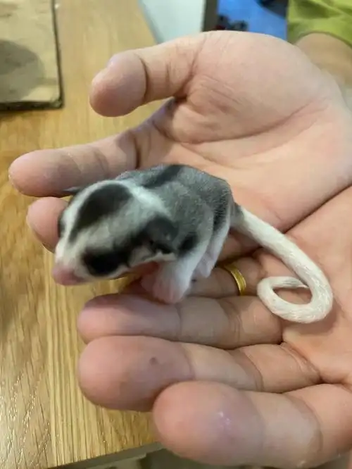 福州有偿领养蜜袋鼯