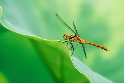 奔向荷花盛开的地方,蝴蝶张开了翅膀,蜻蜓点水欢了荷塘.