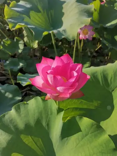 荷花盛开红艳艳.